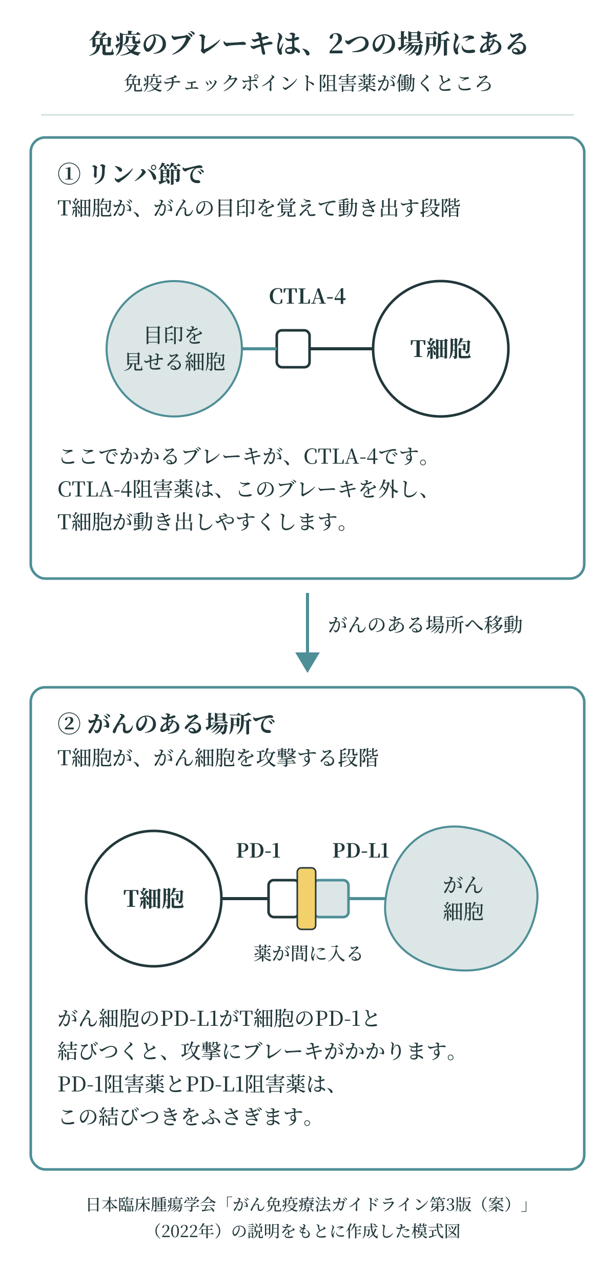 免疫チェックポイント阻害薬が働く2つの場所の模式図。リンパ節でT細胞が動き出す段階ではCTLA-4が、がんのある場所でT細胞ががん細胞を攻撃する段階ではPD-1とPD-L1の結びつきがブレーキになり、薬がそのブレーキを外す