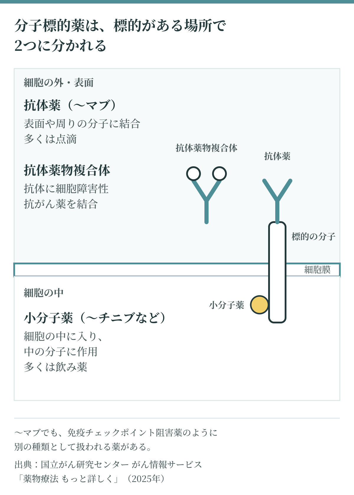 分子標的薬の種類を、標的がある場所で示した図。抗体薬（〜マブ）と抗体薬物複合体は細胞の外や表面の分子に結合し、多くは点滴。小分子薬（〜チニブなど）は細胞の中に入り、中の分子に作用し、多くは飲み薬