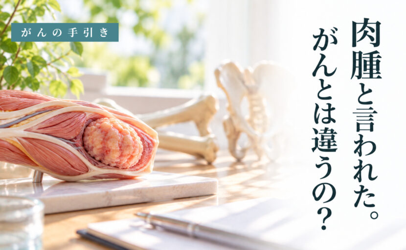 筋肉と骨の模型。肉腫と癌の違い、診断と治療を説明する記事